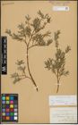 Foto von Salix repens subsp. incubacea (L.) A. Neumann